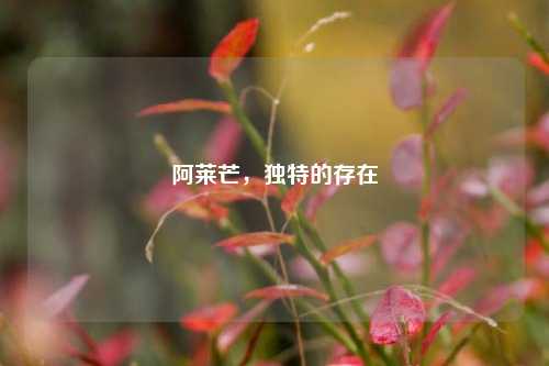 阿莱芒，独特的存在
